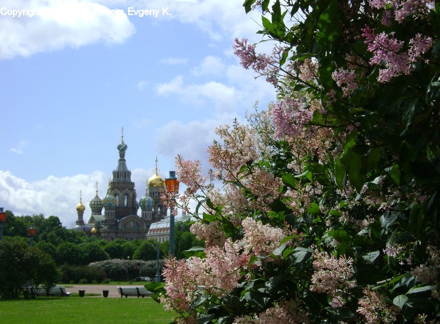 Blossom, Flower, Lilac, Plant, Flora, Cherry Blossom, Landscape
