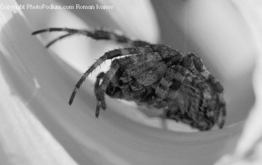 Arachnid, Garden Spider, Insect, Invertebrate, Spider, Anther, Flower