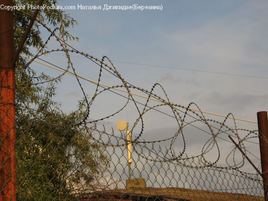 Wire, Cable, Electric Transmission Tower, Power Lines, Conifer, Fir, Plant