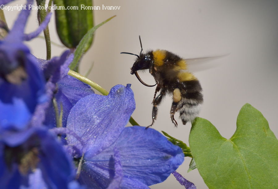 Bee, Insect, Invertebrate, Andrena, Apidae, Bumblebee, Honey Bee
