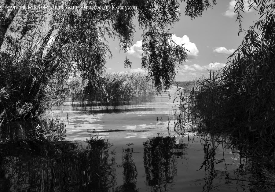 Land, Marsh, Outdoors, Swamp, Water, Ripple, Pond