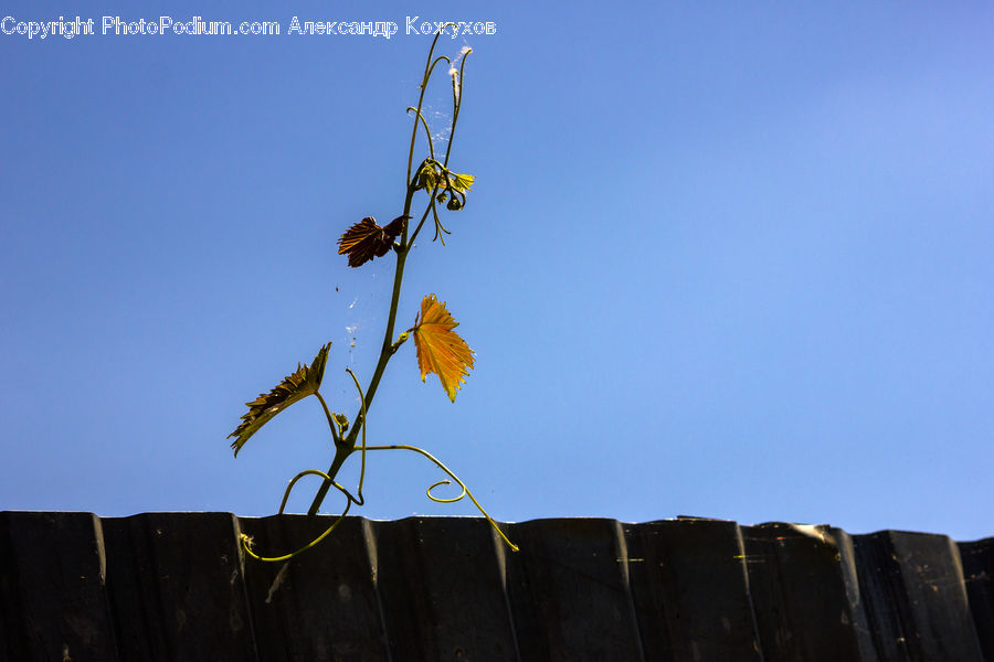 Asteraceae, Blossom, Flora, Flower, Plant, Fiber, Flax