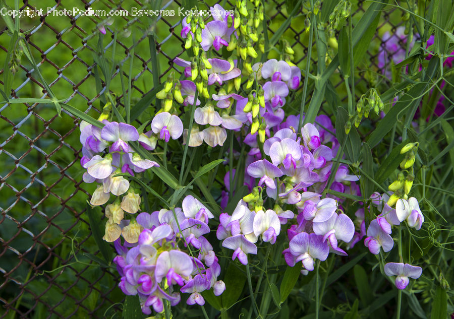 Blossom, Flora, Flower, Plant, Violet, Crocus, Geranium