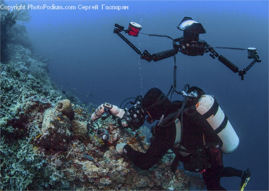 Coral Reef, Outdoors, Reef, Sea, Sea Life, Water, Diver