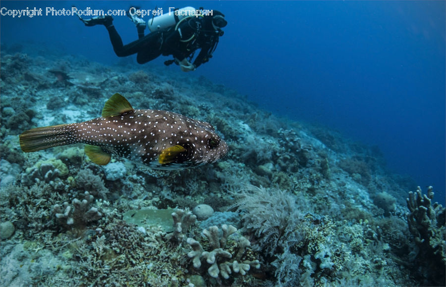 Coral Reef, Outdoors, Reef, Sea, Sea Life, Water, Fish
