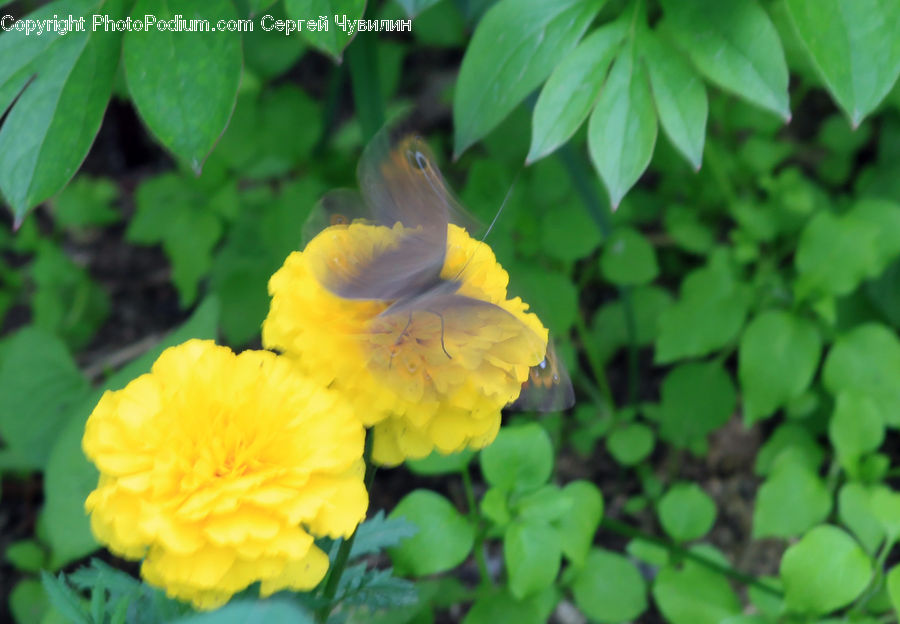 Flora, Flower, Hibiscus, Plant, Poppy, Blossom, Field