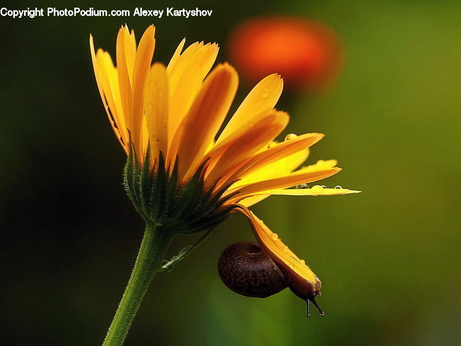 Asteraceae, Blossom, Flora, Flower, Plant, Daisies, Daisy