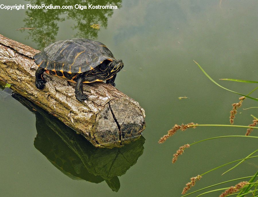 Reptile, Sea Life, Tortoise, Turtle, Box Turtle, Field, Grass