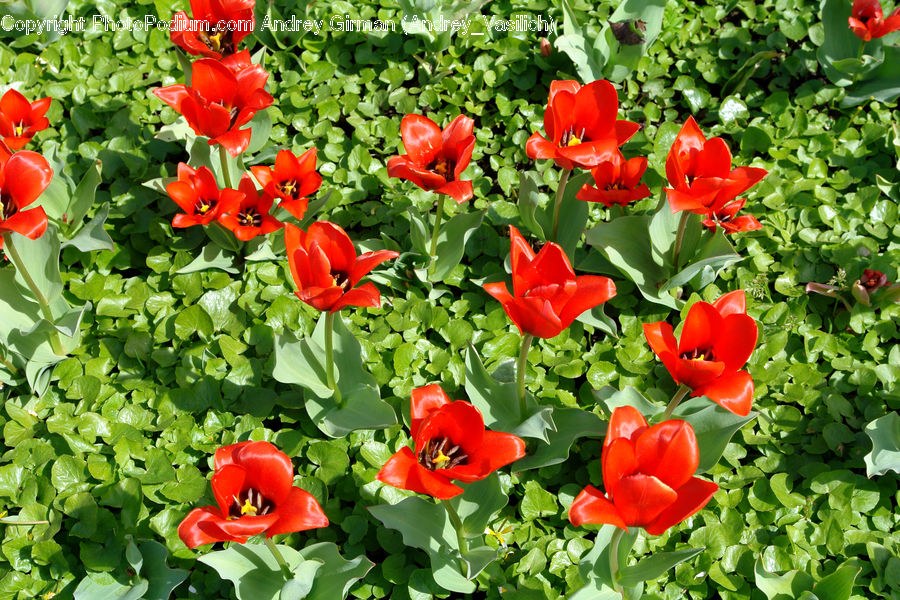 Blossom, Flora, Flower, Plant, Tulip, Poppy, Geranium