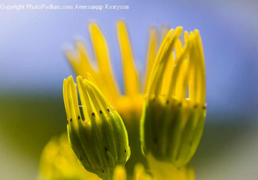 Blossom, Flora, Flower, Plant, Daisies, Daisy, Crocus
