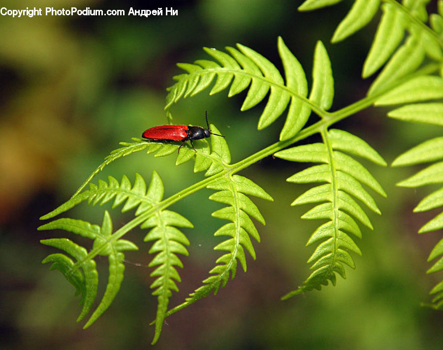 Conifer, Fir, Plant, Tree, Wood, Yew, Fern