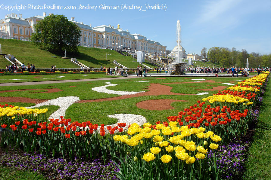 Blossom, Flora, Flower, Plant, Tulip, Crocus, Daffodil
