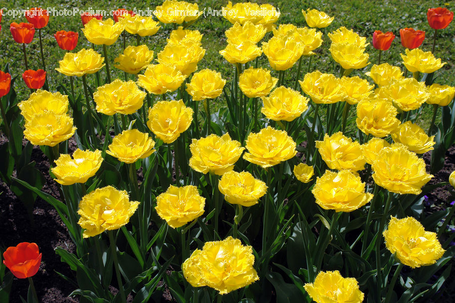 Blossom, Flora, Flower, Plant, Tulip, Daffodil, Poppy