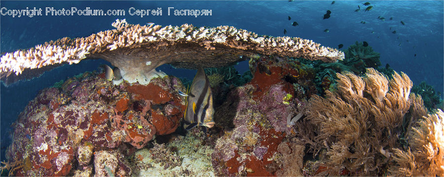 Coral Reef, Outdoors, Reef, Sea, Sea Life, Water, People