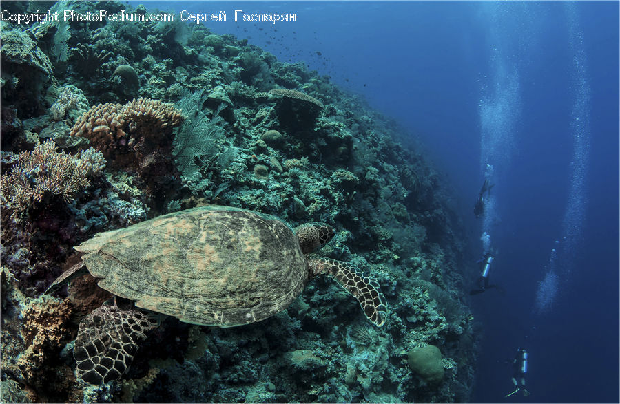 Coral Reef, Outdoors, Reef, Sea, Sea Life, Water, Sponge Animal