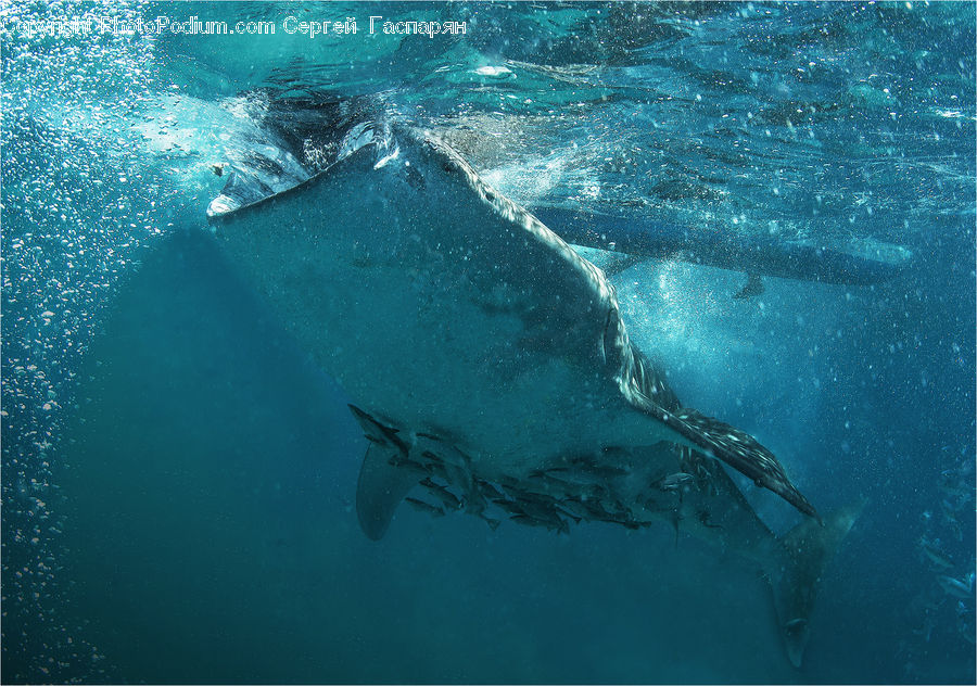 Fish, Great White Shark, Sea Life, Shark