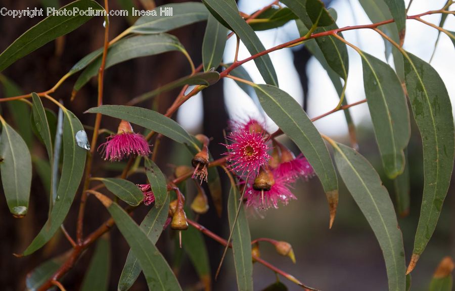 Leaf, Plant, Blossom, Flora, Flower, Aster, Vegetation