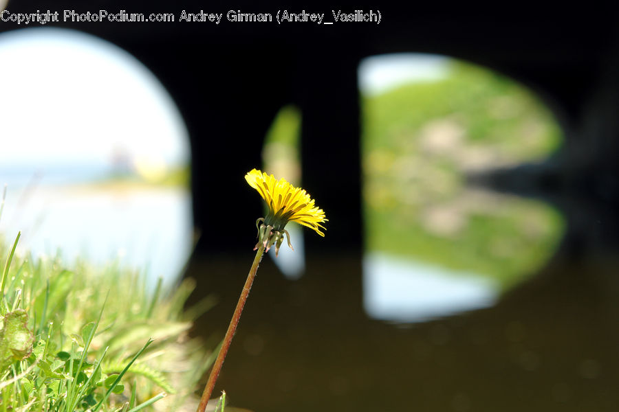 Asteraceae, Blossom, Flora, Flower, Plant, Daisies, Daisy