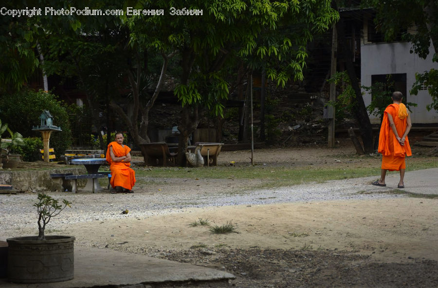 Monk, Person, People, Human, Bonsai, Plant, Potted Plant