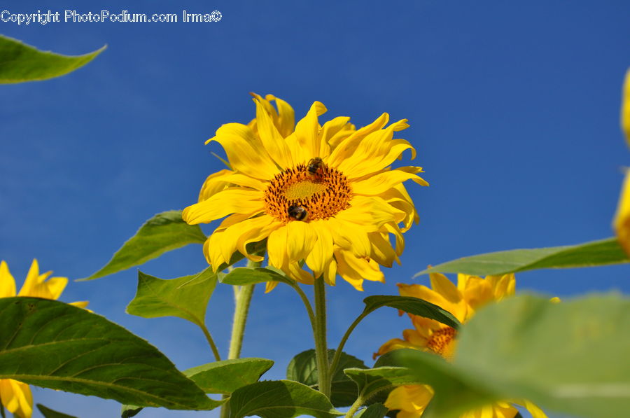 Blossom, Flora, Flower, Plant, Sunflower, Daisies, Daisy