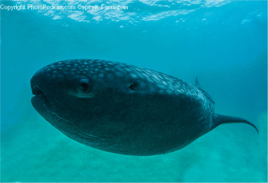 Fish, Sea Life, Eel, Puffer
