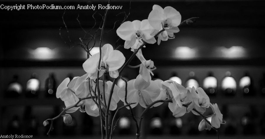 Blossom, Flora, Flower, Plant, Ball, Sphere, Petal