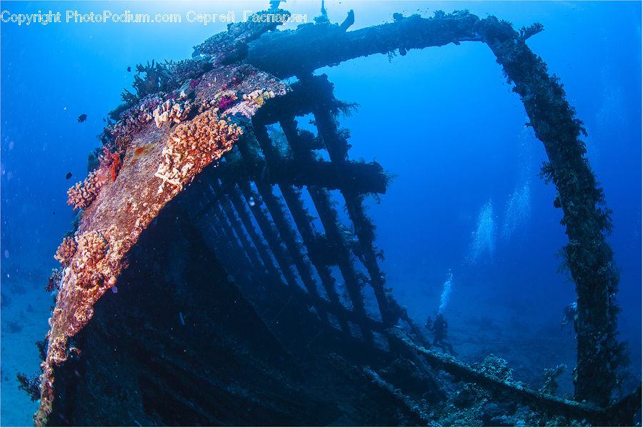 Coral Reef, Outdoors, Reef, Sea, Sea Life, Water