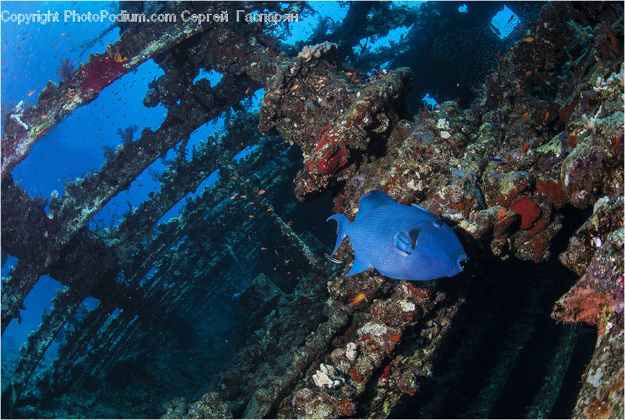 Coral Reef, Outdoors, Reef, Sea, Sea Life, Water, Sponge Animal