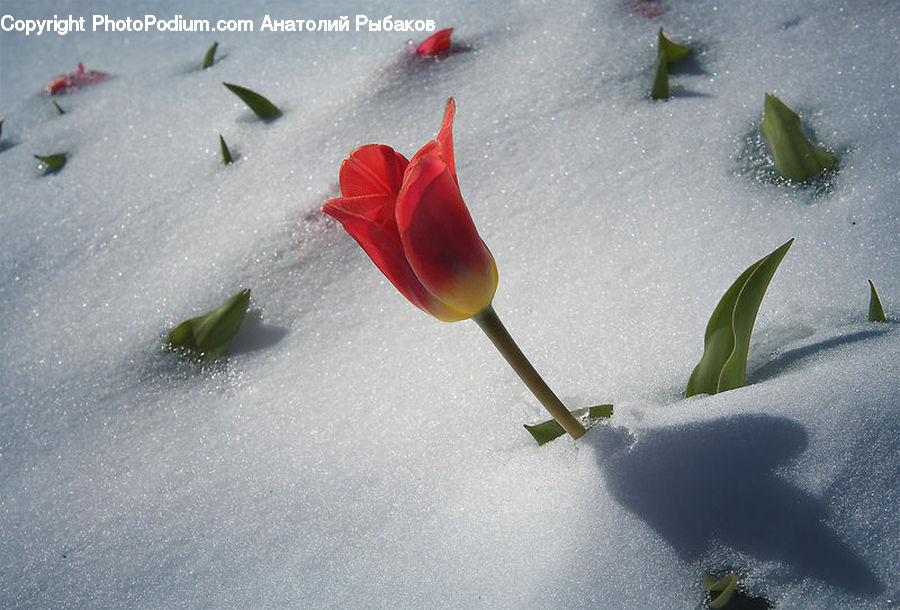 Piste, Skiing, Slide, Snow, Sport, Blossom, Flora