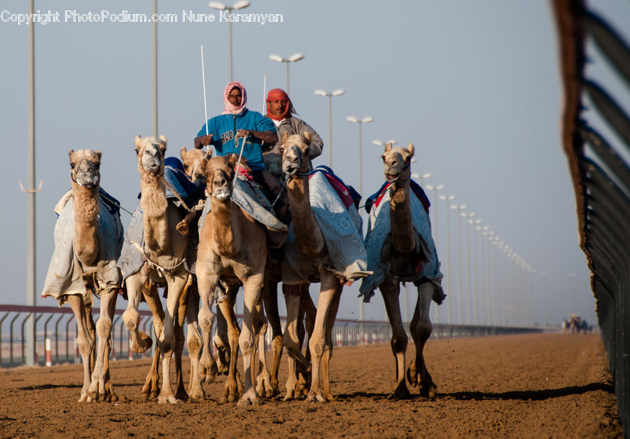 Animal, Camel, Mammal, People, Person, Human, Boxer