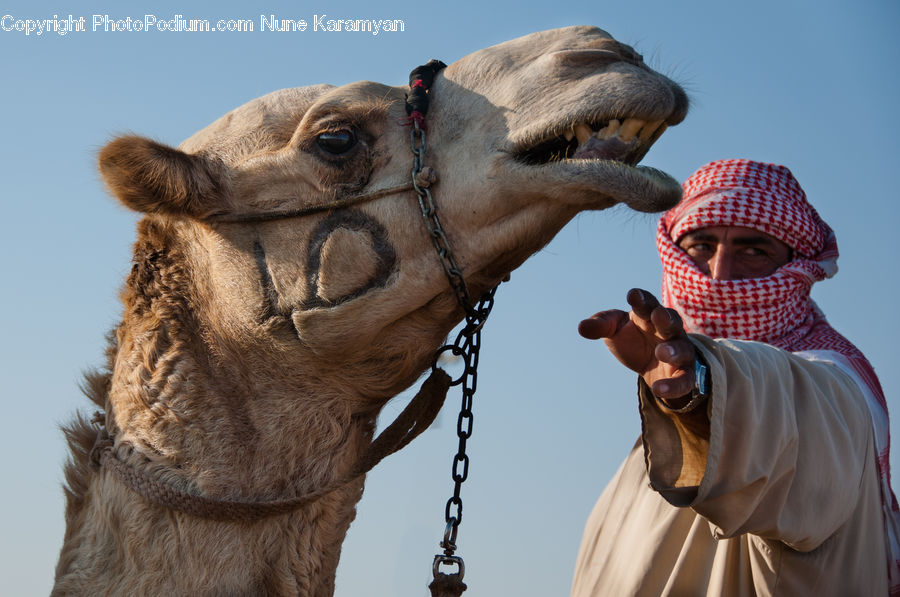 Animal, Camel, Mammal, People, Person, Human, Head