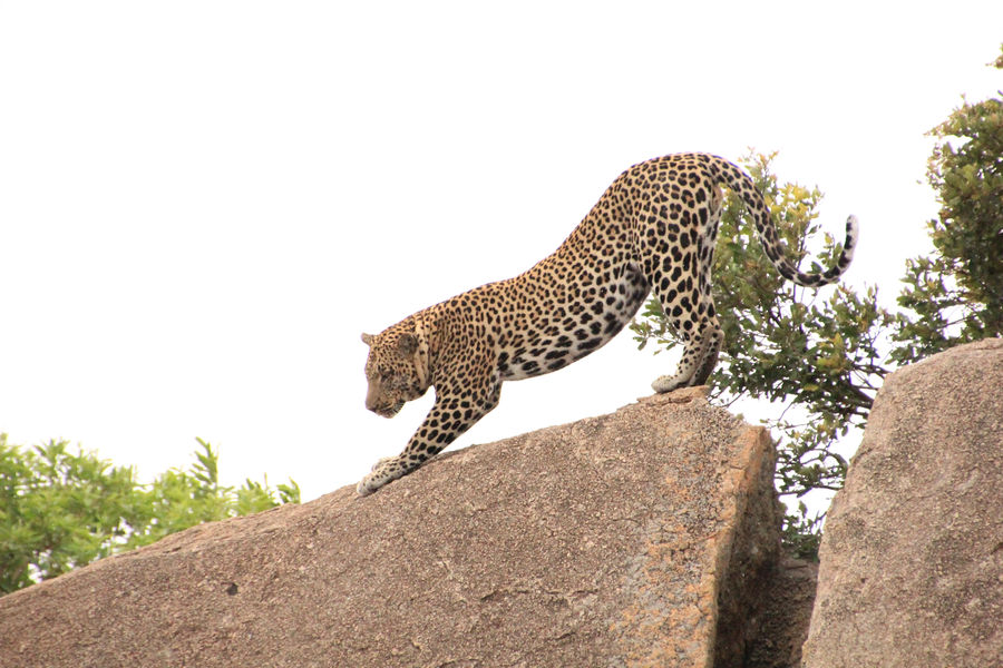 Animal, Leopard, Wildlife, Giraffe, Mammal, Jaguar