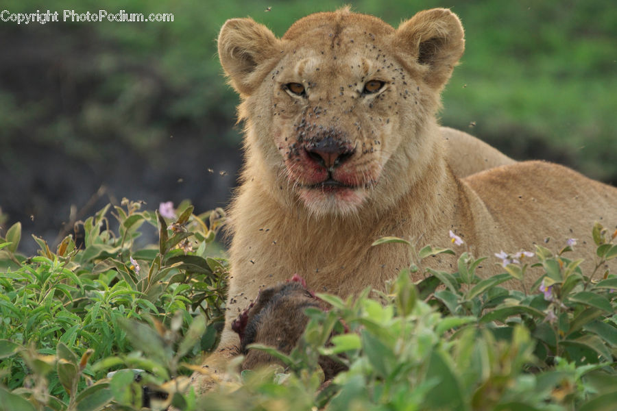 Animal, Lion, Wildlife, Plant, Herbal, Herbs, Planter