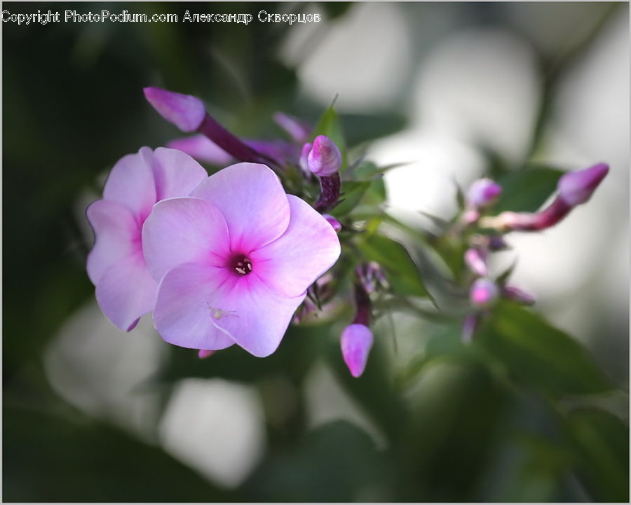 Blossom, Flora, Flower, Geranium, Plant, Petal, Crocus