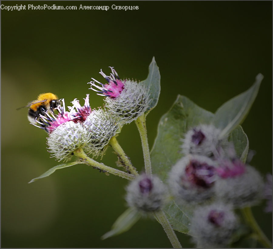 Blossom, Flora, Flower, Plant, Thistle, Weed, Bee