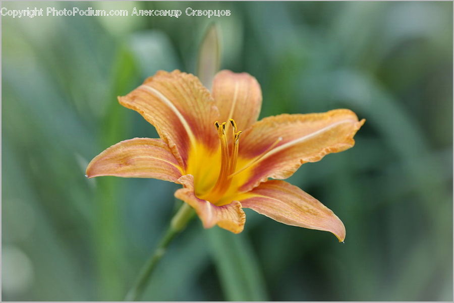 Flora, Flower, Lily, Plant, Gladiolus, Blossom, Field