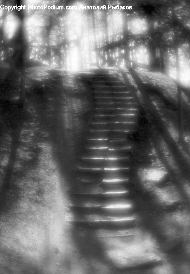 Fog, Tunnel, Path, Trail, Plant, Tree, Flare