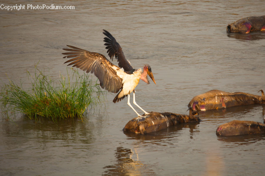 Animal, Elephant, Mammal, Bird, Crane Bird, Heron, Outdoors