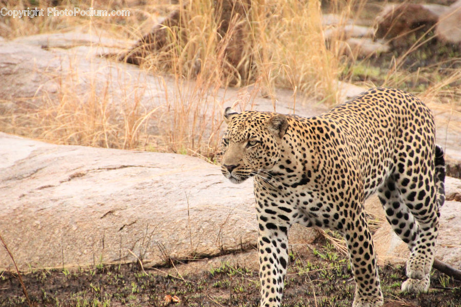 Animal, Leopard, Wildlife, Cheetah, Field, Grass, Grassland