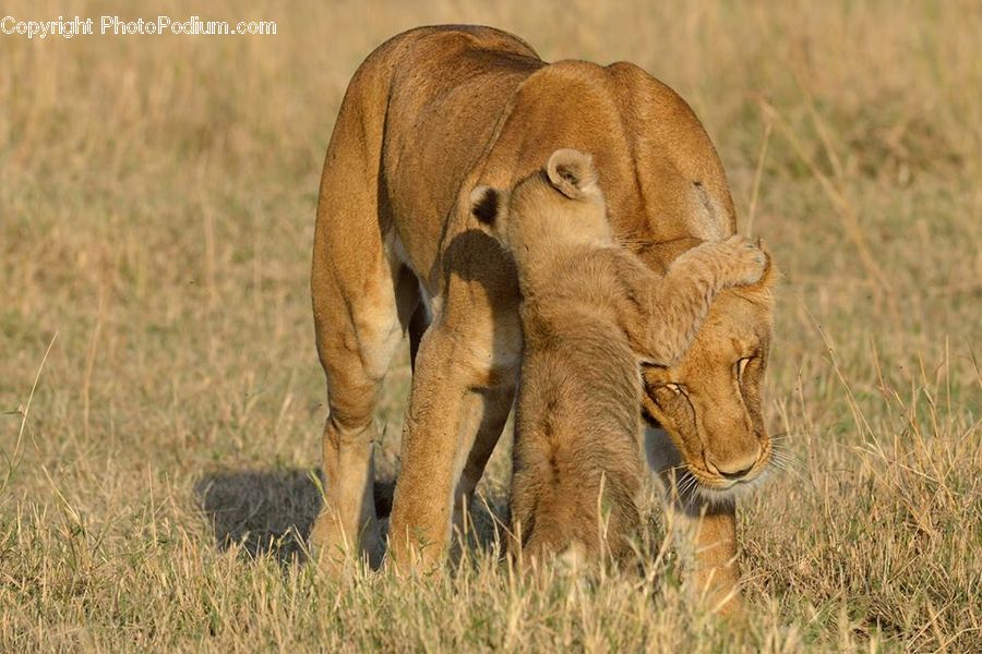 Animal, Lion, Wildlife, Field, Grass, Grassland, Plant