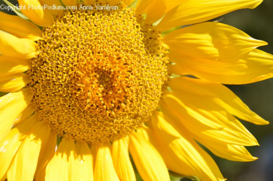 Blossom, Flora, Flower, Plant, Sunflower, Daisies, Daisy