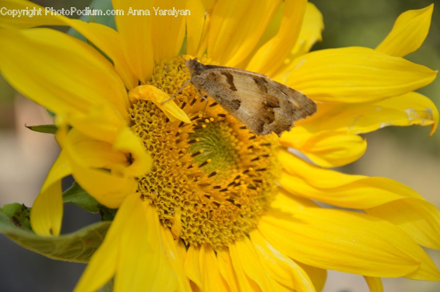 Blossom, Flora, Flower, Plant, Sunflower, Bee, Insect