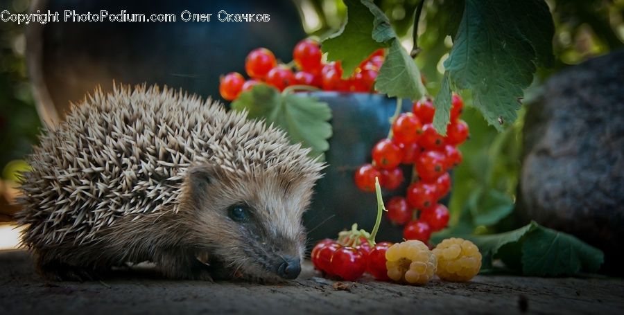 Animal, Hedgehog, Mammal, Porcupine, Rodent, Fruit, Grapes
