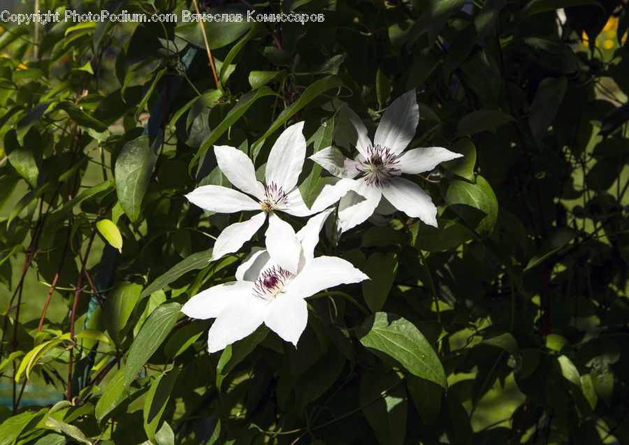 Blossom, Flora, Flower, Plant, Acanthaceae, Annonaceae, Potted Plant