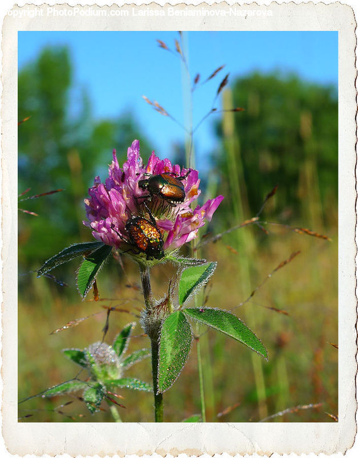 Andrena, Apidae, Bee, Bumblebee, Honey Bee, Insect, Invertebrate