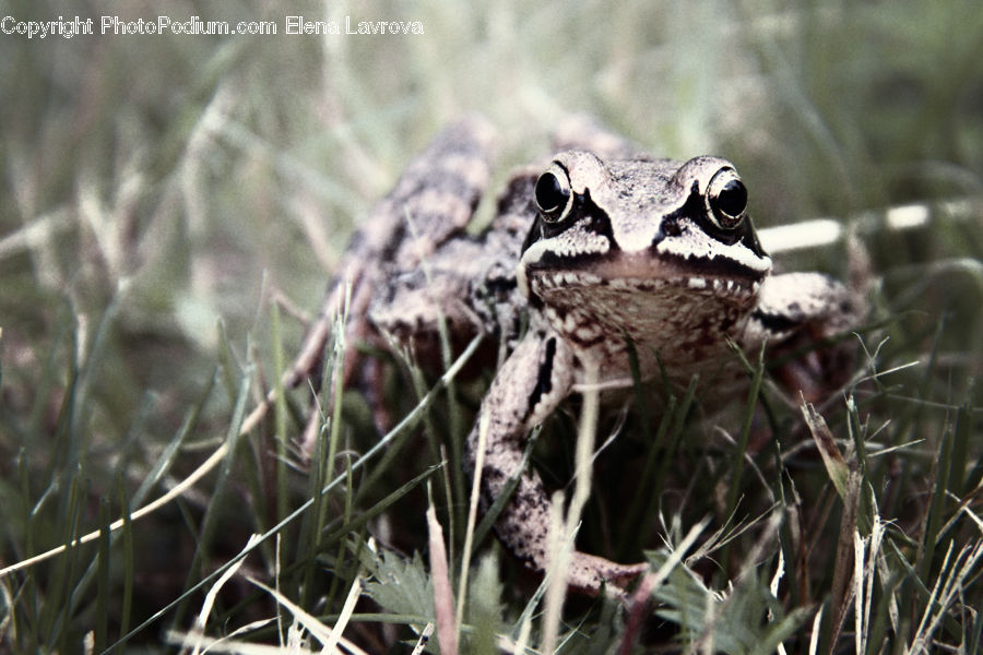 Amphibian, Frog, Wildlife, Toad