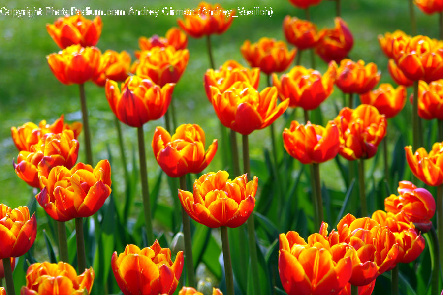 Blossom, Flora, Flower, Plant, Tulip