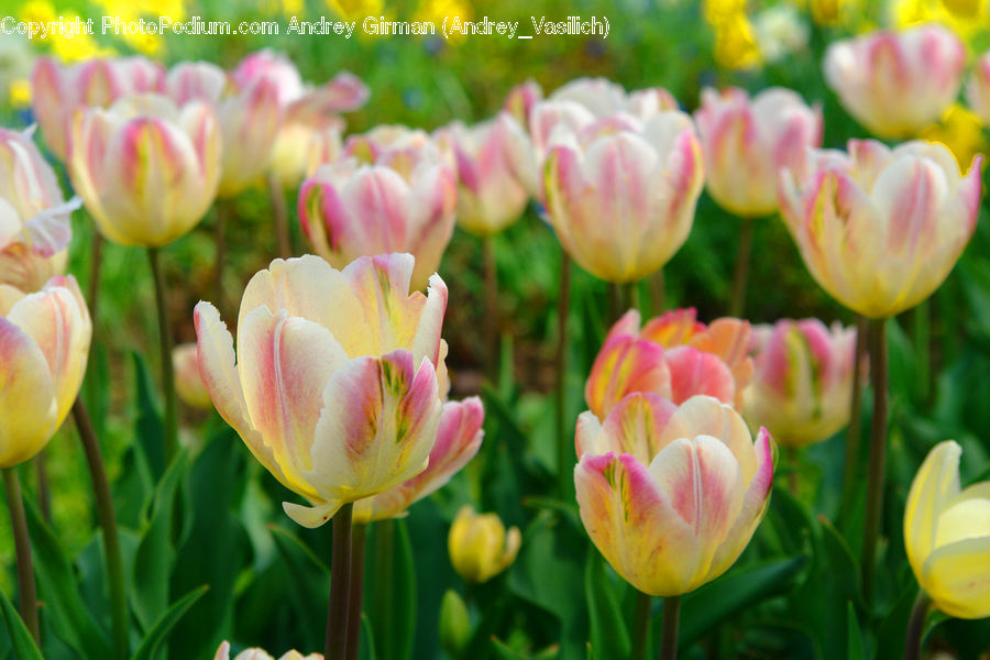 Blossom, Flora, Flower, Plant, Tulip, Petal, Crocus