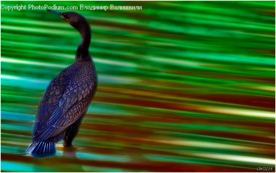 Bird, Cormorant, Waterfowl, Anhinga
