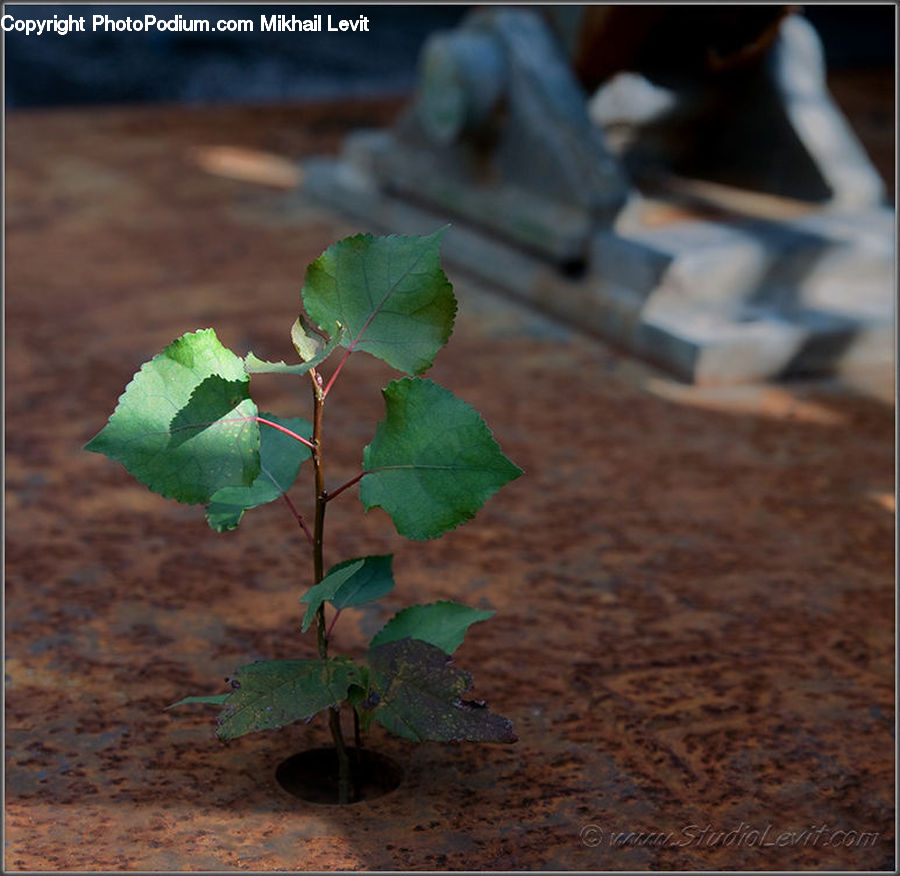 Blossom, Flora, Flower, Geranium, Plant, Ivy, Vine
